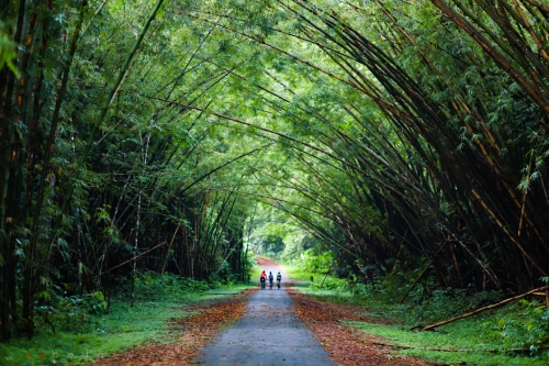 bamboo-path